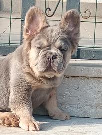 Bulldog francese lilac tan