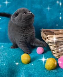 Gattina scottish fold