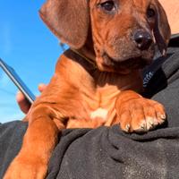 Cuccioli di razza Rhodesian Ridgeback