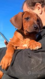 Cuccioli di razza Rhodesian Ridgeback