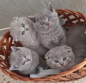 Gatti Scottish fold e Scottish straight
