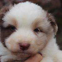 Australian shepherd aussie pastore australiano