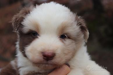 Australian shepherd aussie pastore australiano