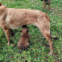 Cuccioli Pastore Belga Malinois in Tutta Italia