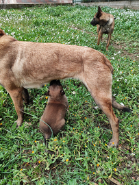 Cuccioli Pastore Belga Malinois in Tutta Italia