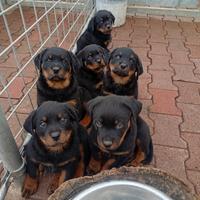 Cucciolo di Rottweiler