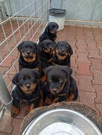 Cucciolo di Rottweiler