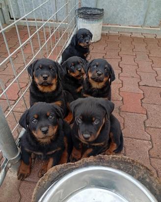 Cucciolo di Rottweiler