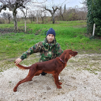 Maschio setter