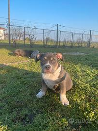 Cucciola american bully