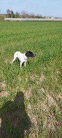 Pointer