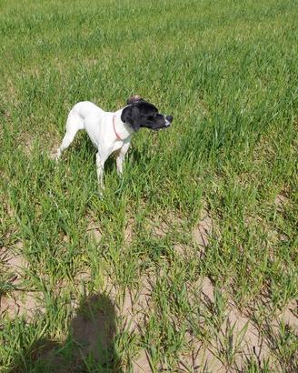 Pointer