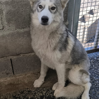 Salva un invisibile " MASCHERINA"