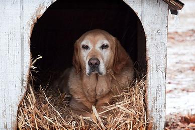paglia depolverata cucce cani