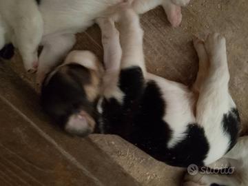 Cuccioli Beagle