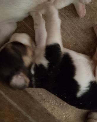 Cuccioli Beagle