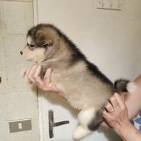 Cuccioli Alaskan Malamute pedigree alta genealogia