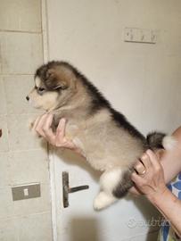 Cuccioli Alaskan Malamute pedigree alta genealogia