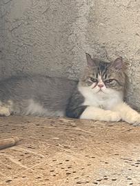 Persiano