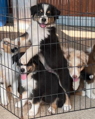 Vendita cuccioli australian shepherd