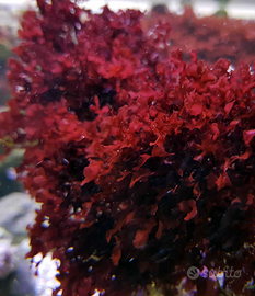 alga refugium acquario marino halymenia rotalalge