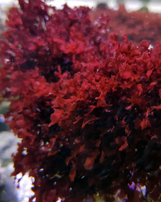 alga refugium acquario marino halymenia rotalalge