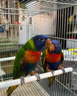 Lori arcobaleno