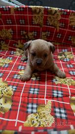 Chihuahua Pincher cuccioli