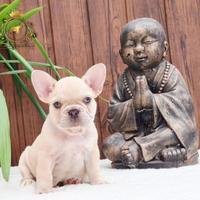 Esclusiva Principessina Bulldog Francese Platinum