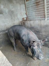 Maiale