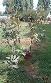 Piante di Photinia €5 cadauna