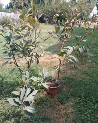 Piante di Photinia €5 cadauna