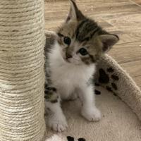 Gattina femmina per metà siberiana