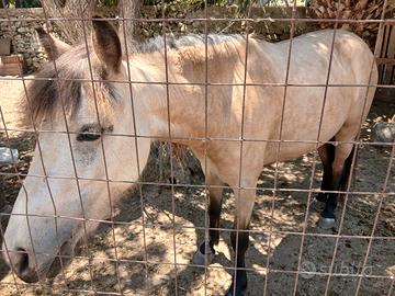 Pony buckskin