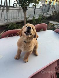 Cucciolo Golden Retriever linea Americana