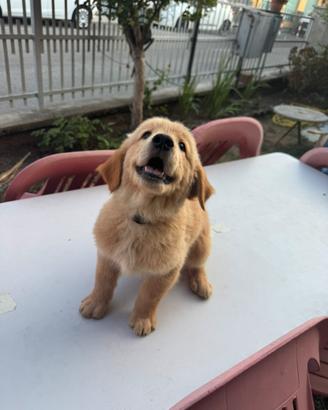 Cucciolo Golden Retriever linea Americana
