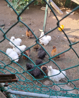Galline morosetta