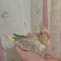 Calopsite allevate a mano