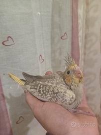 Calopsite allevate a mano