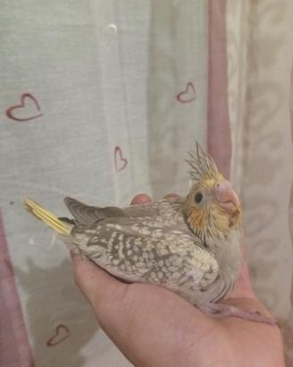 Calopsite allevate a mano