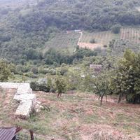 Terrenoterreno con olivi, alberi da frutto, acqua,