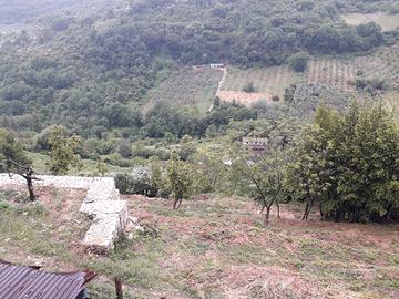 Terrenoterreno con olivi, alberi da frutto, acqua,