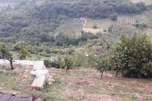 Terrenoterreno con olivi, alberi da frutto, acqua,