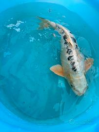 Carpe Koi