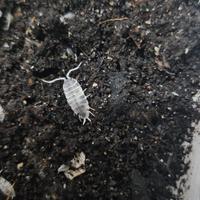 Porcellionides pruinosus "Oreo Crumbles"