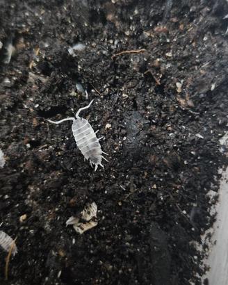 Porcellionides pruinosus "Oreo Crumbles"
