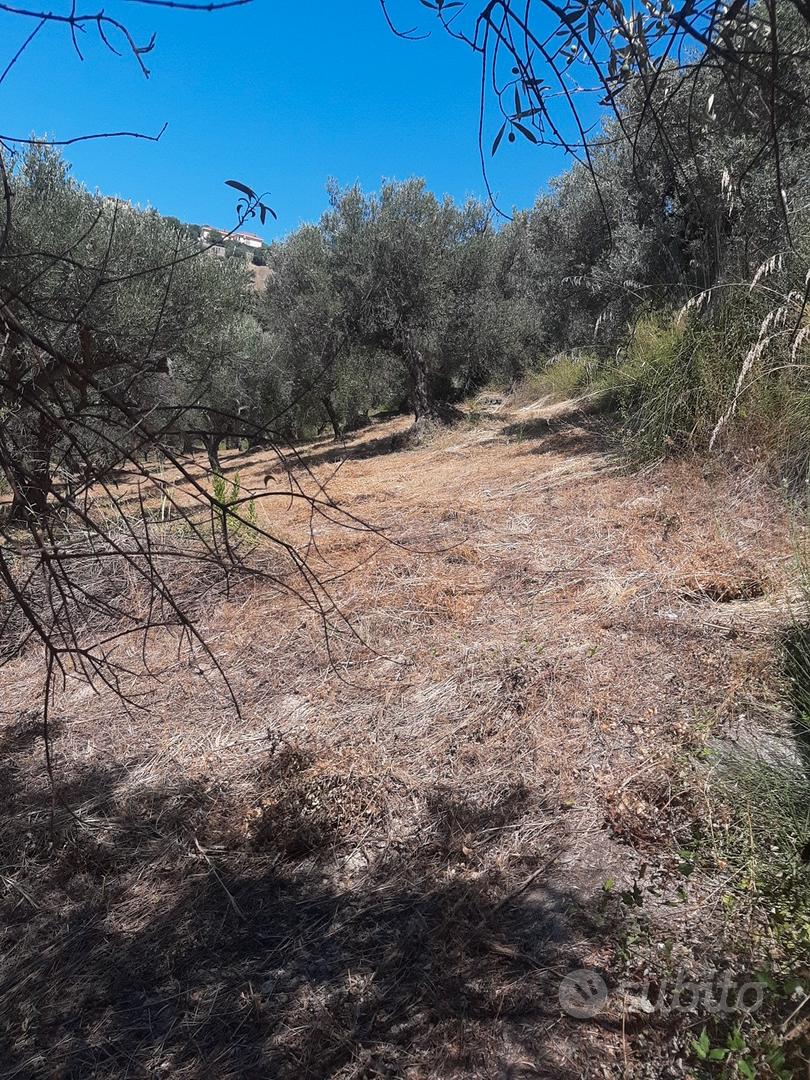 Terreno uliveto zona Fuondi Agropoli - Vista 5