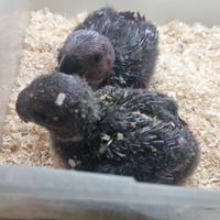 Pappagalli allevati a mano