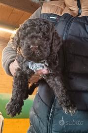 Lagotto Romagnolo cuccioli