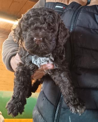 Lagotto Romagnolo cuccioli